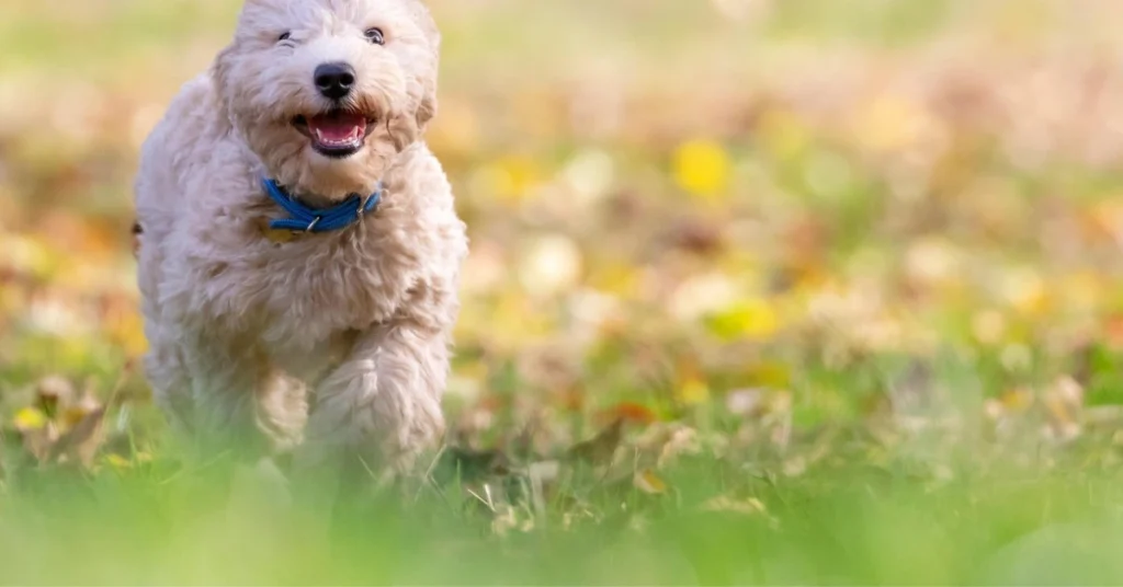 A fluffy, cream-colored puppy joyfully running in a grassy field—an ideal companion for anyone looking for dog names that start with B.