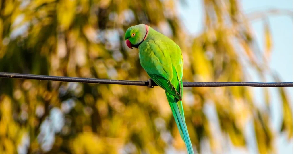 A bright green parrot, one of the Indian Ringneck Parakeets, perched on a wire with a blurred foliage background