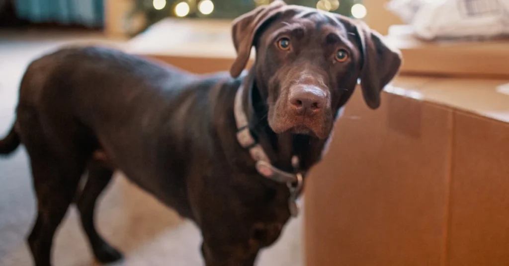 A beautiful Chocolate Lab standing indoors near boxes, gazing curiously—perfect inspiration for Chocolate Lab names.