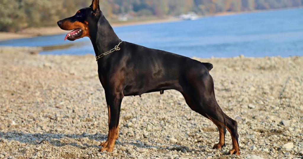 doberman names: A black-and-tan Doberman wearing a chain collar stands on a pebbly shoreline, appearing alert and poised.
