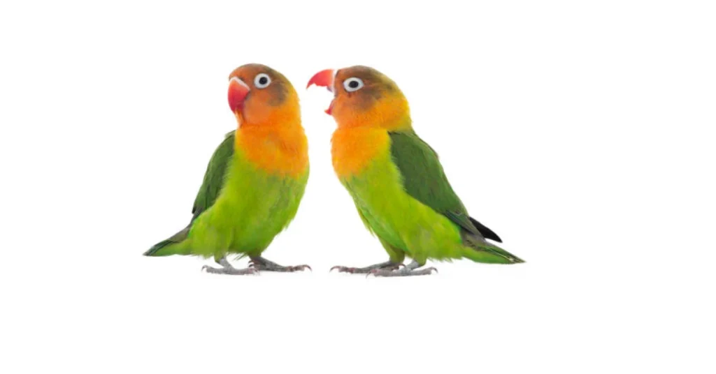 Two colorful lovebirds perched side by side, facts about lovebirds