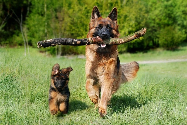 A lively German Shepherd adult leaps through a grassy field with a stick in its mouth, trailed by an eager puppy—both embodying spirited inspiration for German shepherd names.