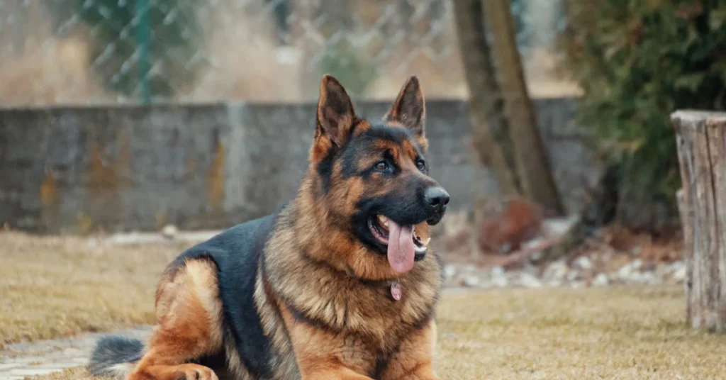 A vigilant German Shepherd with perked ears lies on dry grass, showcasing classic black and tan markings—perfect inspiration for German shepherd names.