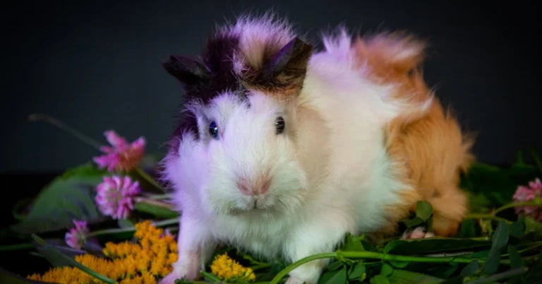 Taking Care of Guinea Pigs: A Beginner’s Guide to Happy, Healthy Pets