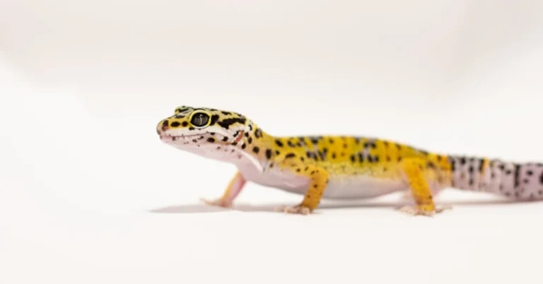 Leopard Gecko Pet Care: Beginner’s Guide to Thriving Pets