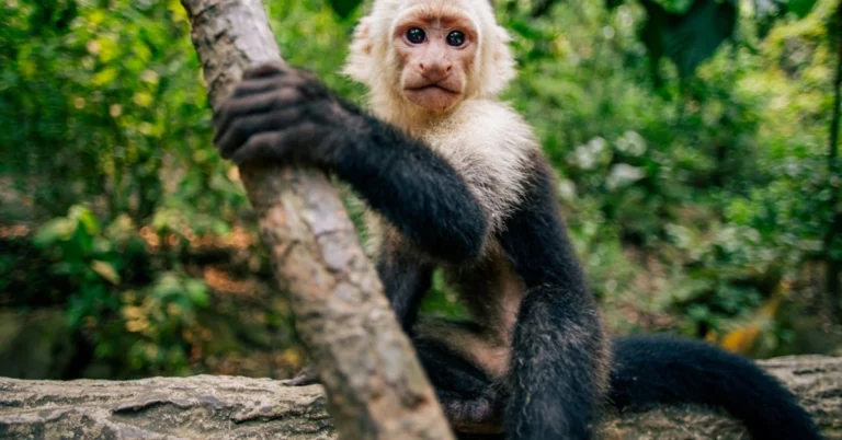 9 Primates Kept as Pets: Legal, Ethical, and Practical Challenges You Can’t Ignore