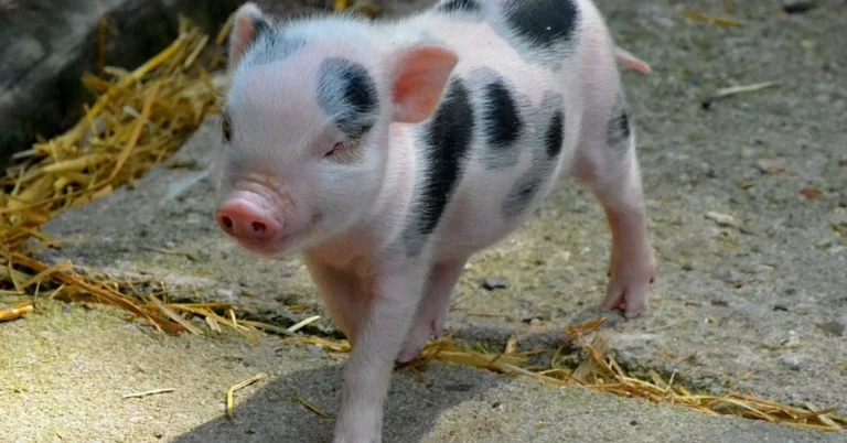 15 Facts About Teacup Pigs: The Harsh Reality Exposed