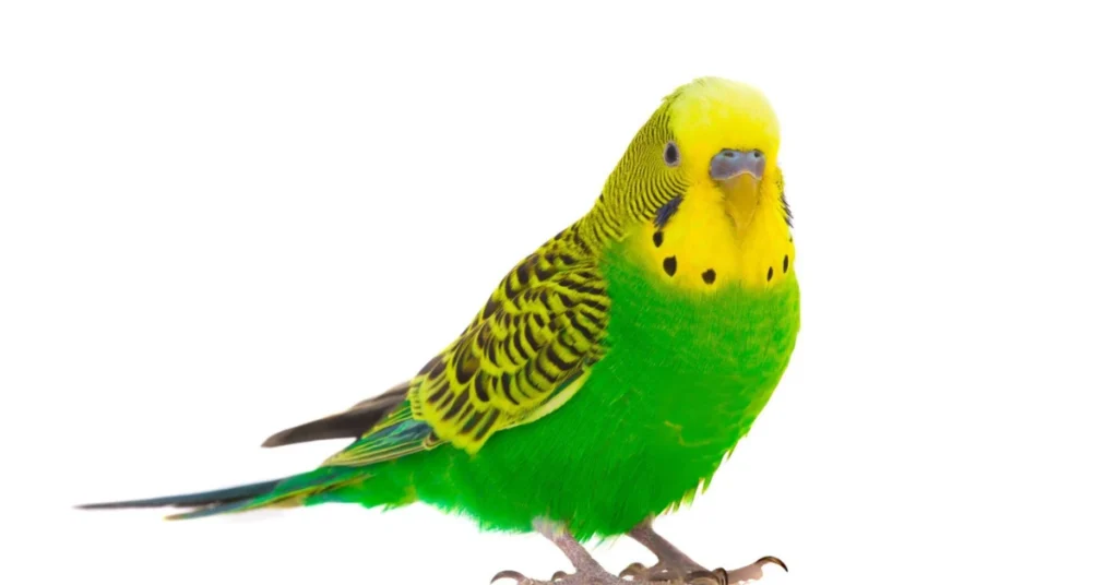 A pet Parakeet with striking green and yellow feathers perched confidently against a white background.